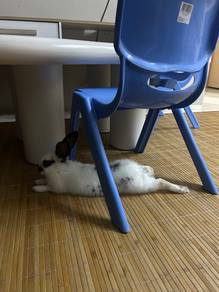 rabbit for adopt