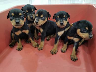 Classic Mini Pinscher / Miniature Pinscher 0505B