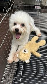 Maltipoo Male Puppy