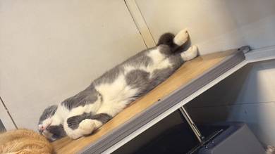 AMERICAN CURL GREY WHITE male