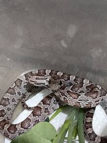 Female Anery het hypo caramel