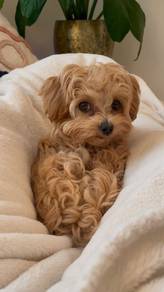 F884 Mesmerizing Poodle Little Bear Puppy Puppy