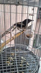 Burung mk