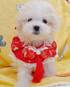 Bichon