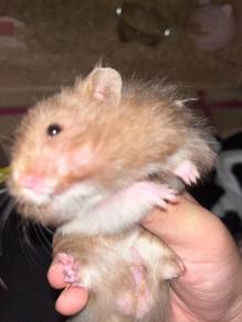 hamster syrian bigbone
