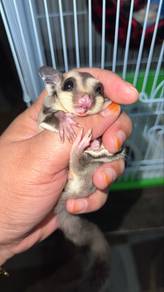 sugar glider