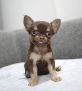 CHIHUAHUA PUPPIES 235🌷Head Apple Cute Dog
