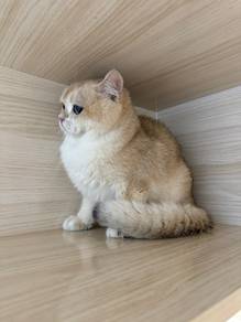 BSH NY12 Male British Shorthair Golden NY12 Jantan