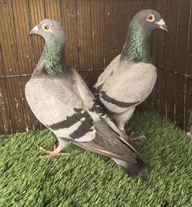 Burung Merpati Racing Homer Matang
