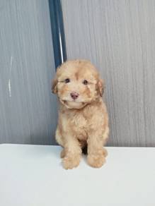Maltipoo F8