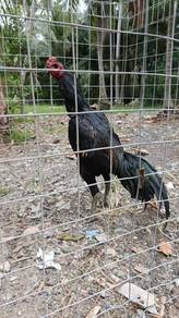 ayam siam