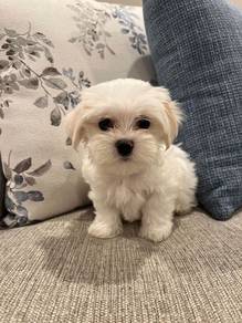 U5478 Charming Maltese Cute Little White Puppy Pup