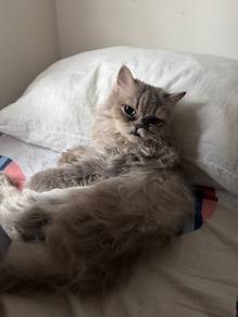 Free cat adoption