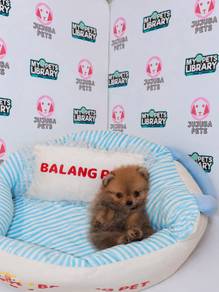 J0748 Pomeranian adorable dog puppy