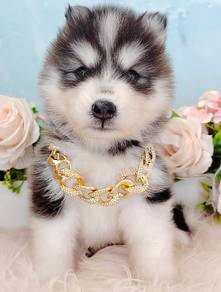 Husky