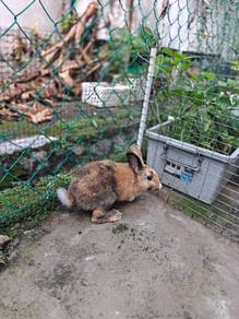 Arnab Rabbit Umur 3 Bulan