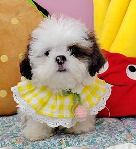 Shih Tzu