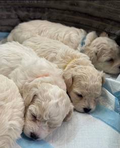 Bichon Frise