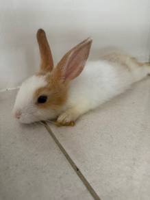 lionhead and mix breed