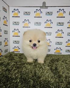 cream colour tiny pom pom pomeranian