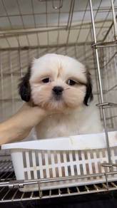 Male Shih Tzu Puppy