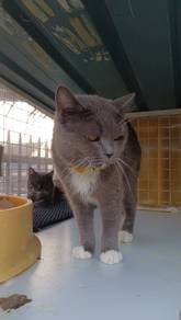 British Shorthair (BSH)