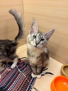 Mainecoon