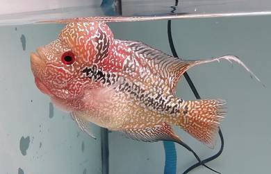 Flowerhorn