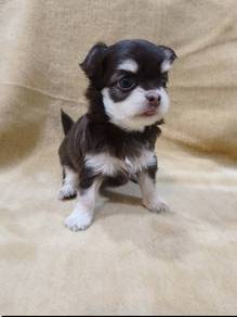 Mini Long hair chiwawa -Boy