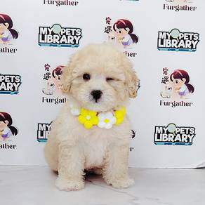 Poodle toy