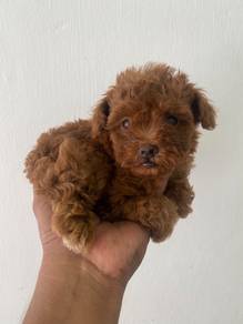 Toy poodle female