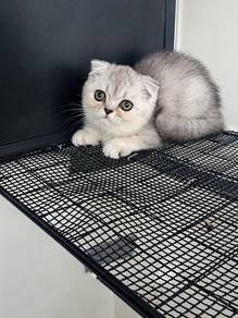British Shorthair silver shaded fold