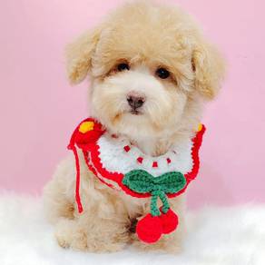 Maltipoo poodle mix maltese