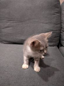 BSh mix