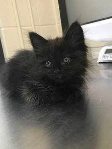 Mix Persian Black Kitten