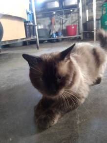 kucing 