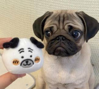 Pug