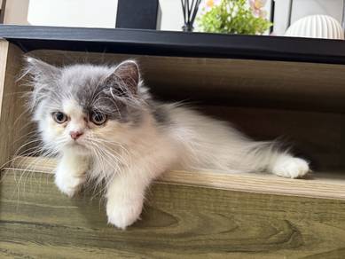 semi flat face kitten to let go
