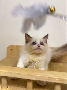 Ragdoll Female Kitten (2 Months)