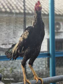 LHK dokmak