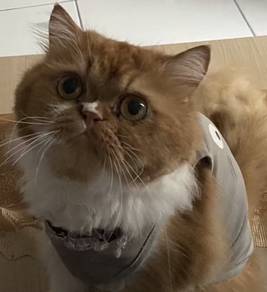 Persian Cat (house cat ) no go out