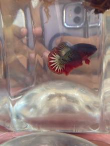 betta fccp