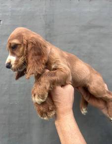 ENGLISH COCKER SPANIEL PUPPIES F353🌻Female