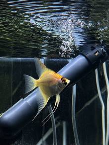 Albino Red Eye Angel