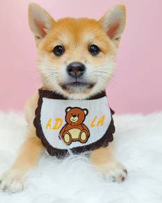 Shiba Inu
