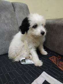 pomeranian mix shitzu 