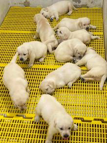 Labrador-1