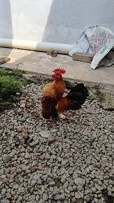 ayam serama 