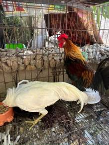 ayam kampung