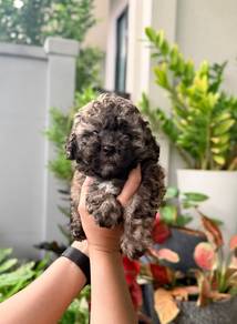 gray color poodle 